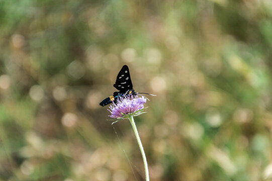 Farfalla sopra un fiore