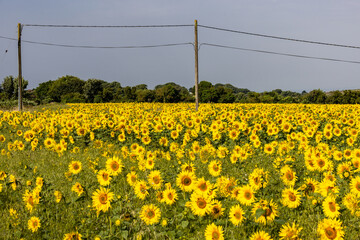 A view over a crop of sunflowers in rural Sussex