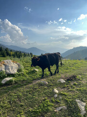Cattle, black bull grazes on a green meadow in the mountains. Economics, livestock, beef