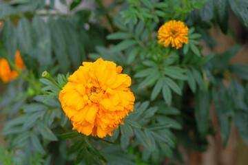 Yellow marygold flowers bloom beautifully. Plants to decorate your yard