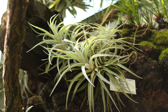 Tillandsia harrisii, Luftpflanze