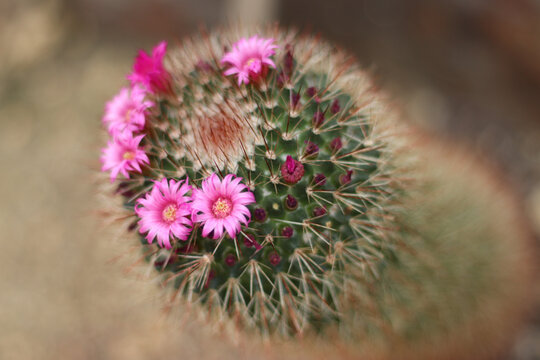 Kaktus bl&uuml;hend, mammillaria zeilmanniana