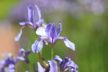Iris, Schwertlilie