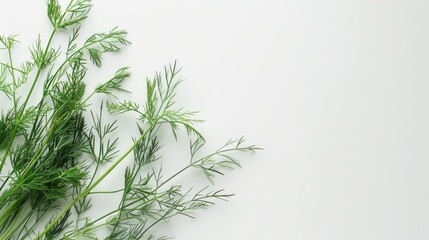 Obraz premium Fresh dill on a white background with space for text