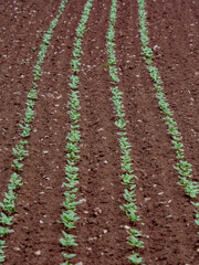 Feldsalat im Beet