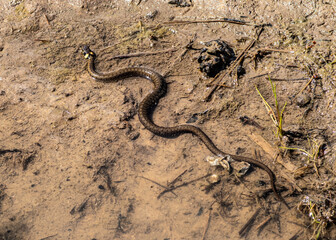 Zaskroniec zwyczajny (Natrix natrix) w wodzie, gatunek niejadowitego węża z rodziny połozowatych (Colubridae)