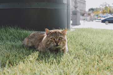Street cat resting on green grass in urban park during sunny day © Kate Trysh