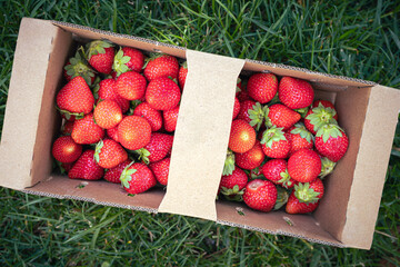 Summer in the garden: red strawberry fruits in a punnet on the grass