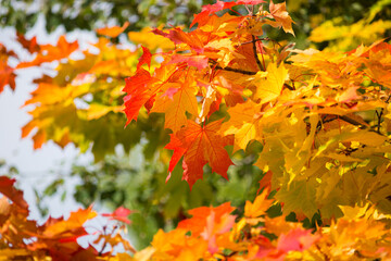 Multi-colored, bright maple leaves on a sunny autumn day