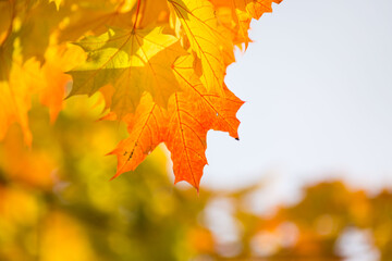 Multi-colored, bright maple leaves on a sunny autumn day