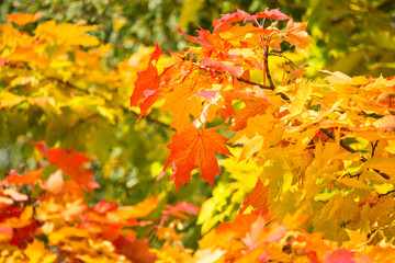 Multi-colored, bright maple leaves on a sunny autumn day