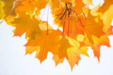 Yellow maple leaves against background of sky on a sunny autumn day
