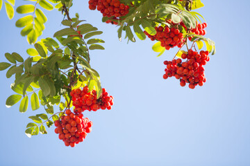 Bunches of red rowan on a sunny autumn day against a blue sky