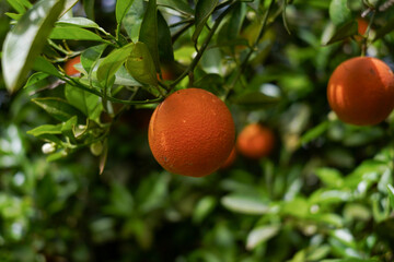 orange on tree