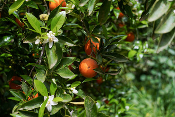 orange on tree