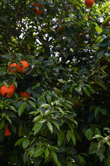 orange on tree