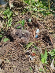 little hedgehogs © Maksym