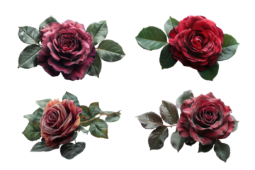 Beautiful close-up of vibrant red and purple roses with lush green leaves, perfect for floral design or romantic themes.