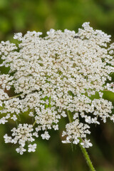 Wild carrot or queen's lace (Daucus carota)