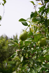 orange on tree