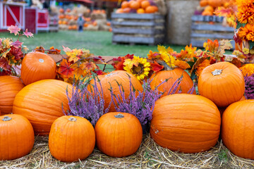 Cozy Autumn Pumpkin Patch Still Life with Hay, Flowers, and Gourds in a Rustic Farm Setting