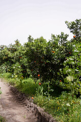 orange on tree