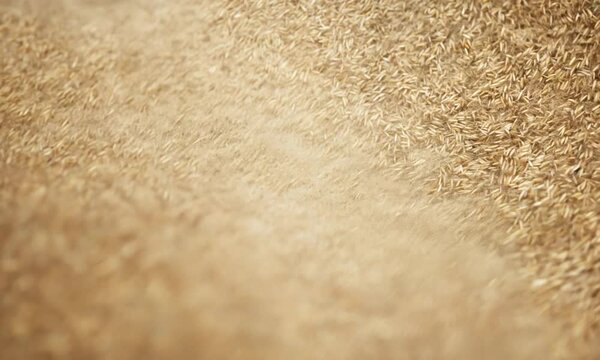 Background with close-up of wheat grains. Concept: agriculture, natural products and healthy eating,