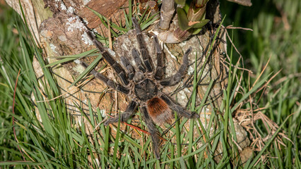 Spider in its natural environment.