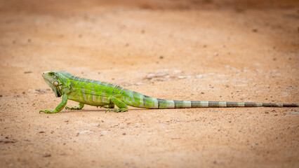Lizards in their natural environment.