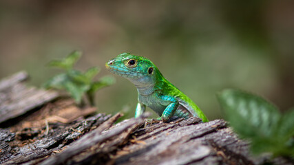 Naklejka premium Lizards in their natural environment.