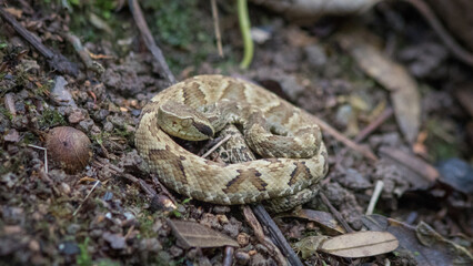 snake in its natural environment