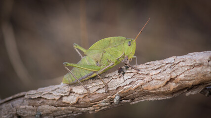 Cricket in its natural environment.