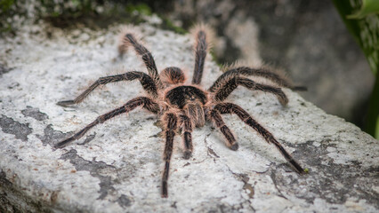 Spider in its natural environment.