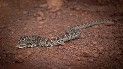 snake in its natural environment