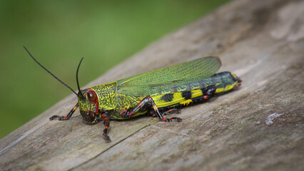 Cricket in its natural environment.