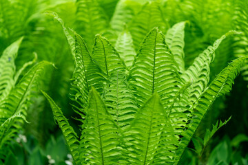 grren plants in the garden in the spring