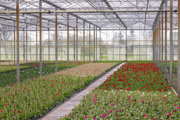 Fototapeta premium Dutch horticultural greenhouse with geraniums.
