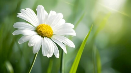 Obraz premium Close-up of a White Daisy in Sunlit Grass 