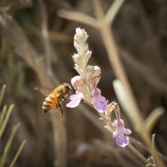 A Honey Bee Hovering by a Flower