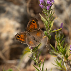 A Large Wall Brown Butterfly