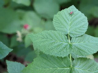 Insect on raspberry leaves