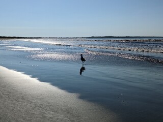 Bird on the beach