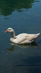 wihte goose swimming on the lake