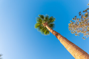 Palm tree with green leaves on blue background