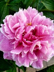 pink and white peony