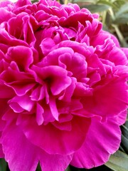 pink peony flower