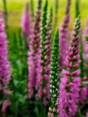purple flowers in the garden