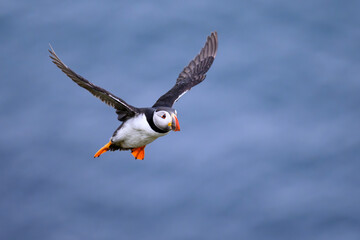 Atlantic puffin in flight