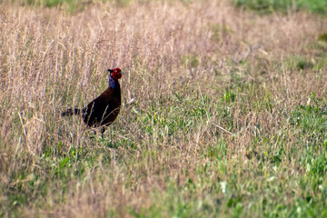 pheasant in the grass