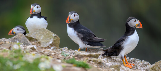 atlantic puffins 